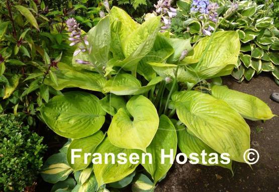 Hosta Sum and Substance